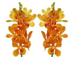 Orquídea naranja Mokara