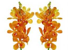 Orquídea naranja Mokara
