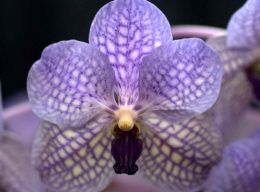 Vanda_Rothschildiana_Pacific_Orchid