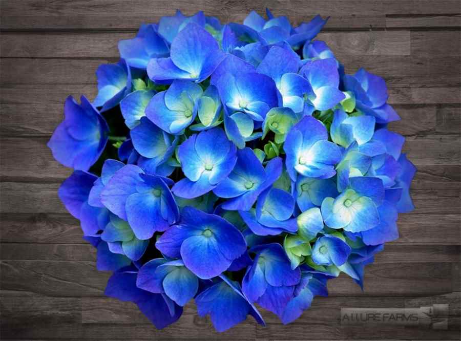 Hortensia azul oscuro impactante - Allure Farms