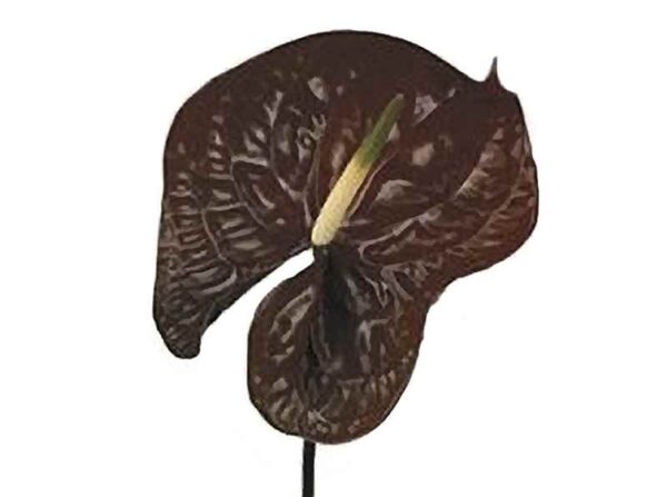 Chocolate Anthurium