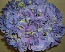 Elite Lavender Hydrangea