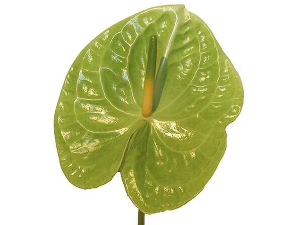 Green Anthurium