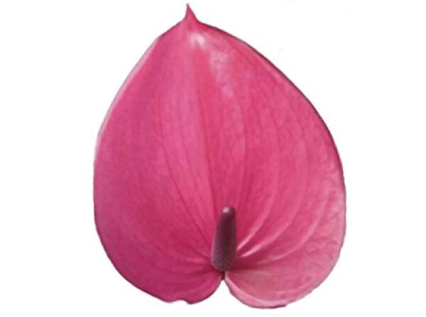Hot Pink Anthurium