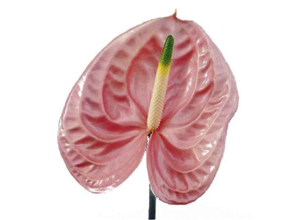Anthurium rosa
