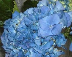 Shocking Blue Hydrangea