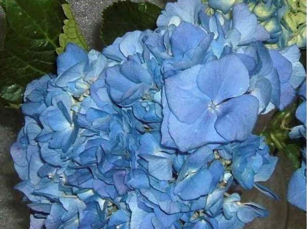 Impactante Hortensia Azul