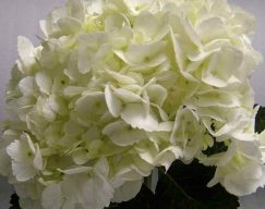 Hortensia blanca