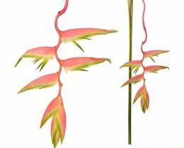 Heliconia - Hanging Sexy Pink