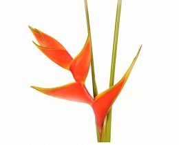 Heliconia - Upright Orange