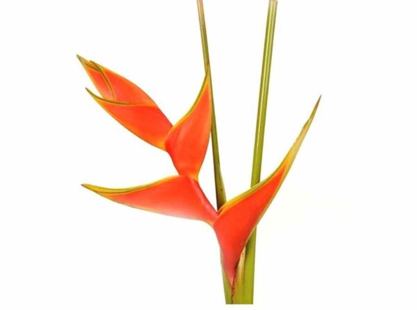 Heliconia - Upright Orange