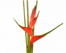 Heliconia - Upright Red