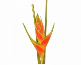 Heliconia - Upright Yellow