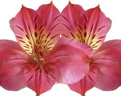 Alstroemeria Rosa Caliente
