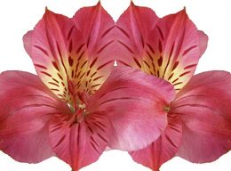 Alstroemeria Rosa Caliente