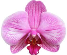 Allure Farms Orchids
