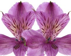 Purple Alstroemeria