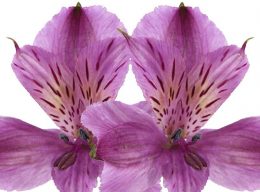 Alstroemeria púrpura