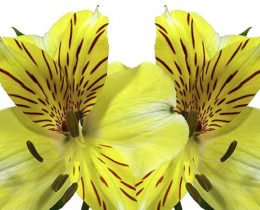 Alstroemeria amarilla