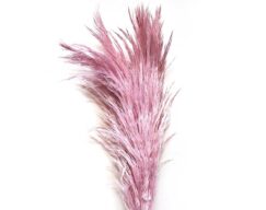 Premium Pampas Grass Mauve Pink